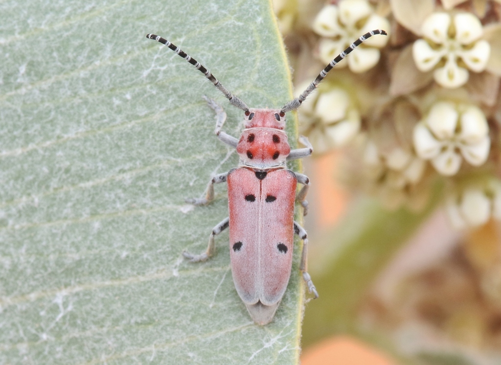 Ringed Long-horned Beetle