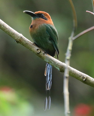 Electron platyrhynchum