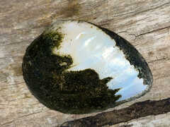 Ellipsaria lineolata