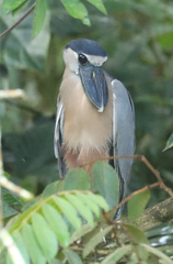 Cochlearius cochlearius