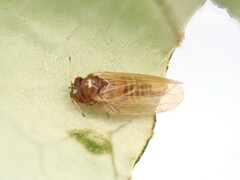 Ctenarytaina fuchsiae