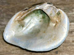 Ellipsaria lineolata