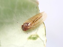 Ctenarytaina fuchsiae