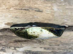 Ellipsaria lineolata