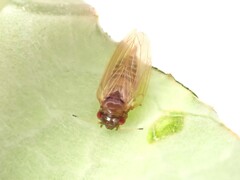 Ctenarytaina fuchsiae