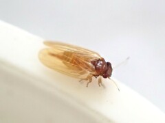 Ctenarytaina fuchsiae