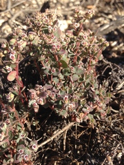 Euphorbia melanadenia