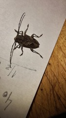 Aegomorphus jaspideus