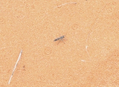 Laphystia