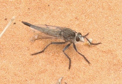 Proctacanthus
