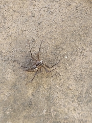 Oxyopes tridens