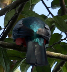 Trogon massena