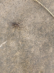 Oxyopes tridens