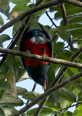 Trogon massena