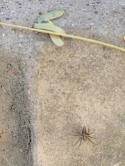 Oxyopes tridens
