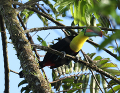 Ramphastos sulfuratus
