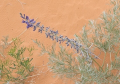Sophora stenophylla