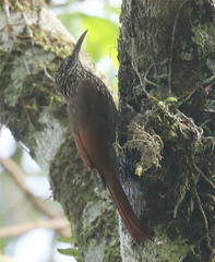 Lepidocolaptes souleyetii