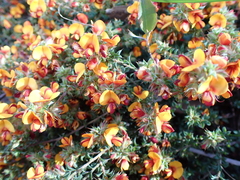 Pultenaea procumbens