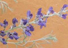 Sophora stenophylla