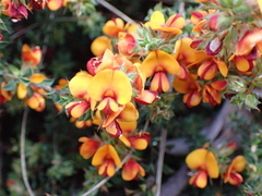 Pultenaea procumbens