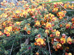 Pultenaea procumbens
