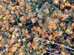 Pultenaea procumbens