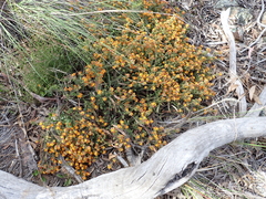 Pultenaea procumbens