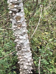 Zanthoxylum clava-herculis