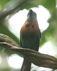 Electron platyrhynchum