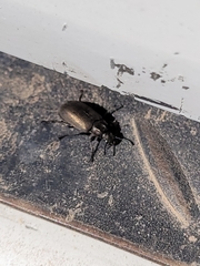 Bothrotes canaliculatus