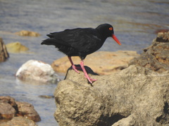 Haematopus moquini