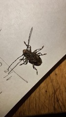 Aegomorphus jaspideus