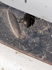 Bothrotes canaliculatus