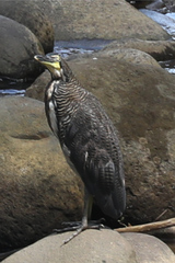 Tigrisoma fasciatum