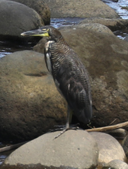Tigrisoma fasciatum