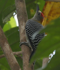 Melanerpes hoffmannii
