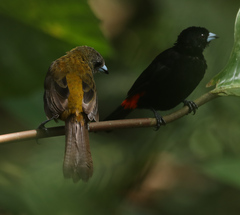 Ramphocelus passerinii