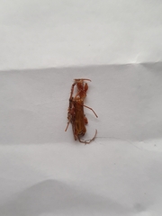 Chenoderus testaceus
