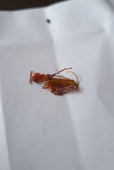Chenoderus testaceus