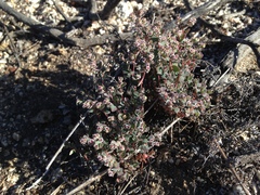 Euphorbia melanadenia