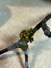 Teloschistes chrysophthalmus