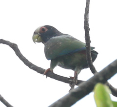 Pionus senilis