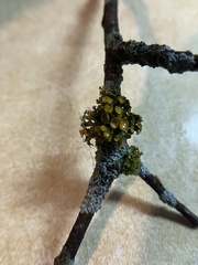 Teloschistes chrysophthalmus