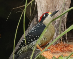 Melanerpes pucherani