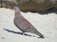 Columba guinea phaeonota