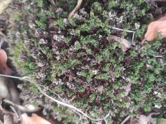 Mnium hornum