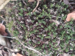 Mnium hornum