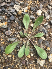 Centaurea melitensis