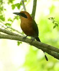 Baryphthengus martii